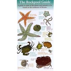 The Rockpool Guide