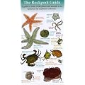 The Rockpool Guide
