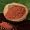 Hawaiian Red Alaea Sea Salt Organic (Coarse) Great for Roasting and Cooking - Only 9.95 a Pound