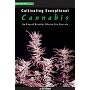 Cultivating Exceptional Cannabis: An Expert Breeder Shares His Secrets (Marijuana Tips Series)