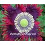 200 Poppy Seeds. Drama Queen Poppies. Papaver.
