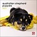 Australian Shepherd Puppies 2011 Mini Wall Calendar