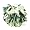 Forest Green/White