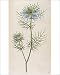 Photographic Prints of Plants/nigella Damascena from Mary Evans