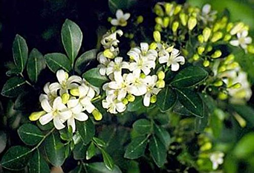 5 FRAGRANT ORANGE JASMINE SEEDS ** #1077 5 FRAGRANT ORANGE JASMINE SEEDS ** #1077