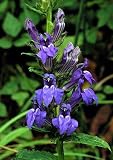 Amazon / Hirts: Perennials; Sun: Blue Cardinal Perennial 4 Plants - Lobelia - Very Hardy