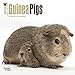 Guinea Pigs - 2016 Mini Wall Calendar 7 x 7in