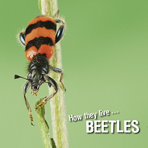 How they live... Beetles: Learn All There Is to Know About These Animals!