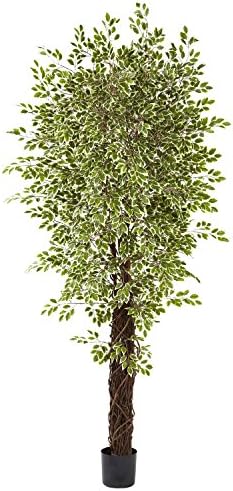 7 1/2' Variegated Mini Ficus Silk Tree