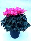 【 金賞受賞の花農家から直送 】　◆シクラメン・ファルファーレ(金賞品種)◆　ラッピングあり8号鉢　【茨城・大内園芸】