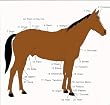 Basic Horse 101