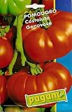 51p%2BF4aK5eL. SL160  Pomodoro Costoluto Genovese   Tomato Seeds   3 grams