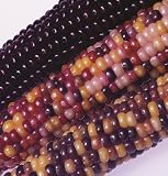 David's Hybrid Corn Ornamental Indian Mix (Zea mays) 80 Seeds per Packet