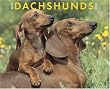 Just Dachshunds 2008 Calendar