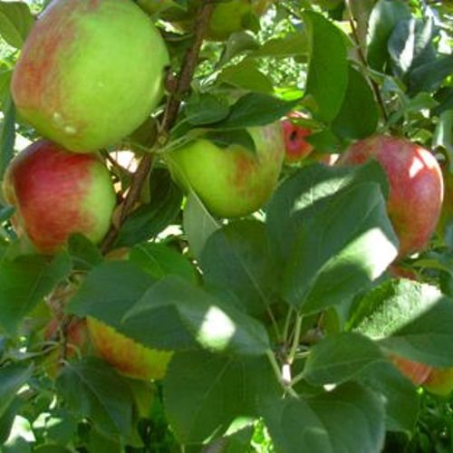 HONEYCRISP apple tree sweet & tart 10 seeds HONEYCRISP apple tree sweet & tart 10 seeds