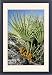 Framed Prints of JLMO-2806 Dwarf Fan Palm - in fruit from Ardea Wildlife Pets