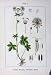 Flowers Sturms 1904 Astrantia Major Hacquetia Epipactis