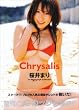 ����܂�Chrysalis[�ʐ^�W]