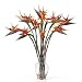 Bird of Paradise Liquid Illusion