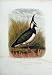 Cassell'S Birds C1870 Lapwing Vanellus Cristatus Colour