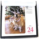 2012年 カミン犬めくり(犬と出会える365日) スタンド付パッケージ入り
