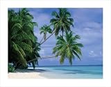 MALDIVES ISLANDS PALM TREES BEACH TROPICAL PHOTO POSTER