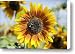 Sunflower Hybrid Canvas Print / Canvas Art - Artist Peter French - Printscapes