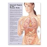 Internal Organs of the Human Body