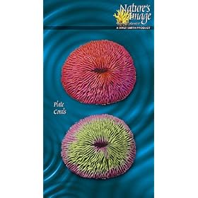 Nature's Image 801 Plate Coral 2 pack 4 replica by