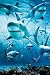 Haie Sharks - Infested - Tumult Tier Plakat Poster Druck Grösse 61x91,5 cm von Infested - alle Infos
