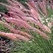 Fountain Grass - Rueppelii - 500 Seeds