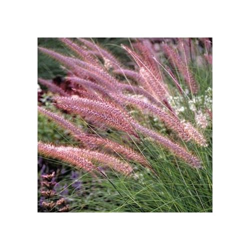 Pink Fountain Grass Perennial Flower Seeds pink fountain grass perennial flower seeds