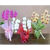 ���i�̏ڍ�