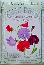 Early Blooming Sweet Peas Velvet Elegance Seeds 30 Seeds