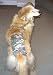 Joybies Camouflage Piddle Pants(tm) for XX Large Female Dog (Measuring 22-24 From Collar to Base of Tail)