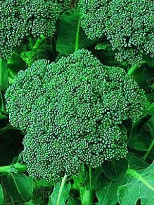 Organic Di Cicco Broccoli 500 mg ~250 seeds