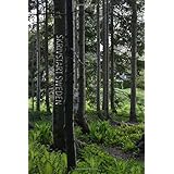 skrivstart sweden journal diary notebook travel log swedish mossy forest 6 x 9 lined pages skrivstart