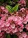50 MOUNTAIN LAUREL White Pink Red Kalmia Latifolia Shrub Bush Seeds * Comb S/H
