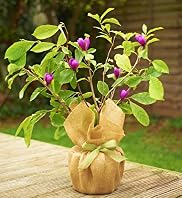 Gift Wrapped Magnolia