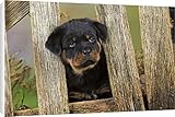 IMAGE OF Canvas Prints of JD-22085 DOG Rottweiler puppy looking through fence from Ardea Wildlife Pets