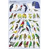 Parrots Deluxe Laminated Poster