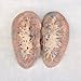 Carolina's Perfect Solution Pig Kidney, Double Injection, 1 Per Bag