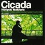 Cicada