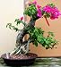 2CHIXGIFTS BOUGAINVILLEA BONSAI W1825