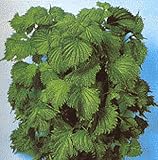 Ao Shiso Green Perilla Seeds