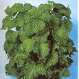 Ao Shiso Green Perilla Seeds