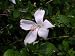Live Plant Tropical Hibiscus Tree Hard to Find Type with Pure White Flowers