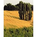 Tuscan Grain Giclée Print - 11x14"