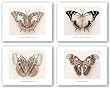 Moth Set (Four Prints) by Raquel Edwards 10"x8" Art Print Poster