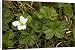 Canvas Prints of Cloudberry in flower. Has edible fruits later from Ardea Wildlife Pets